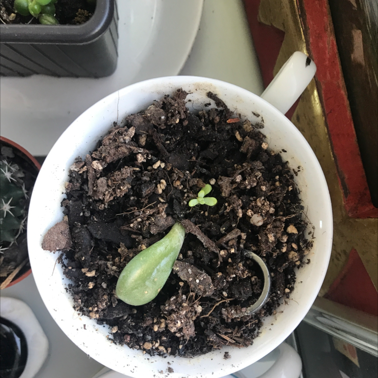 Sedum adolphi 'Golden Glow' plant in a white cup with visible soil and a small sprout.