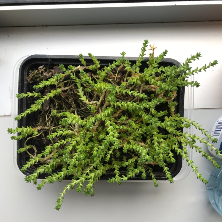 Goldmoss Stonecrop plant in a container with vibrant green foliage.