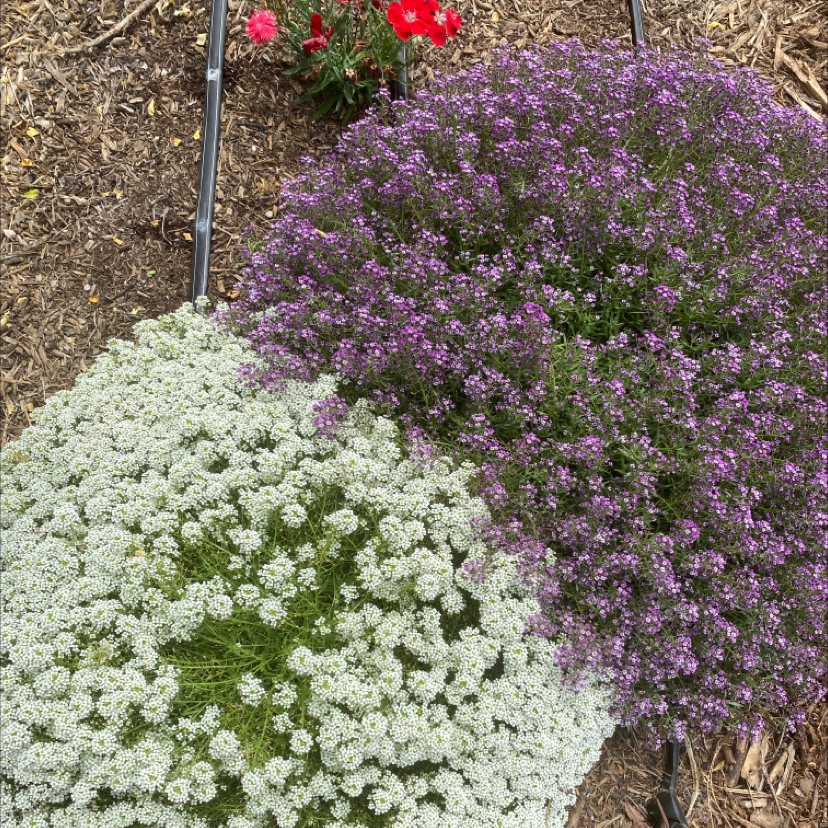A dense, healthy bed of tiny purple and white sweet alyssum flowers nearly covering the plants' foliage, with a few red impatiens mixed in.