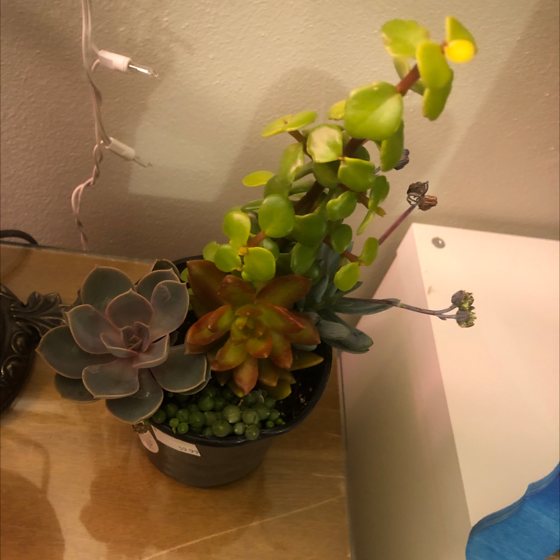 Satsuki plant photo by @Kxlknight named Rhythm on Greg, the plant care app.