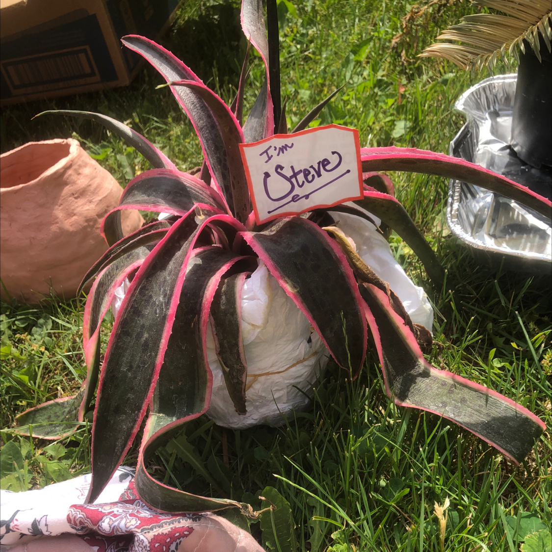 Photo of the plant species Pink Blush Aloe by @Kxlknight named Steve on Greg, the plant care app