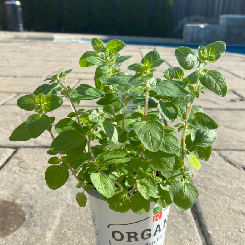 A thriving oregano plant with green oval leaves growing in a white ceramic pot labeled 'ORGA' on a concrete surface.