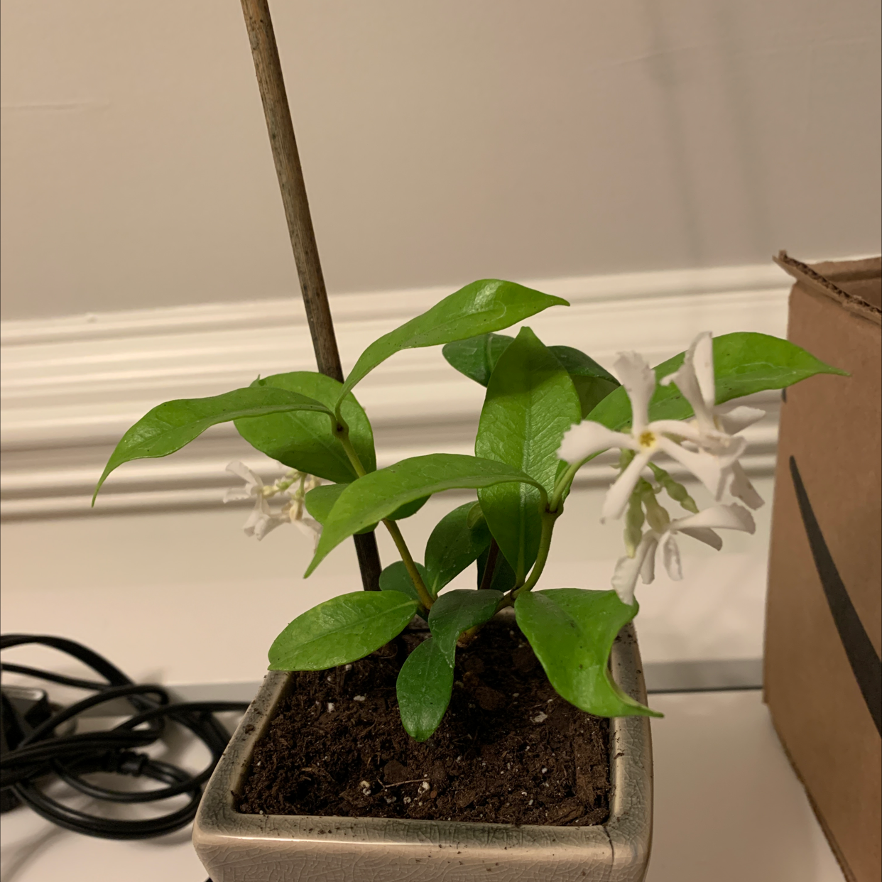 Potted Star Jasmine plant with green leaves and white flowers.
