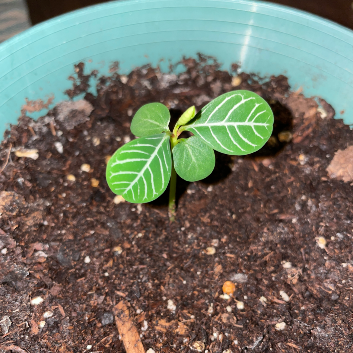 Young Madagascar Jewel plant in a pot with visible soil and healthy green leaves.