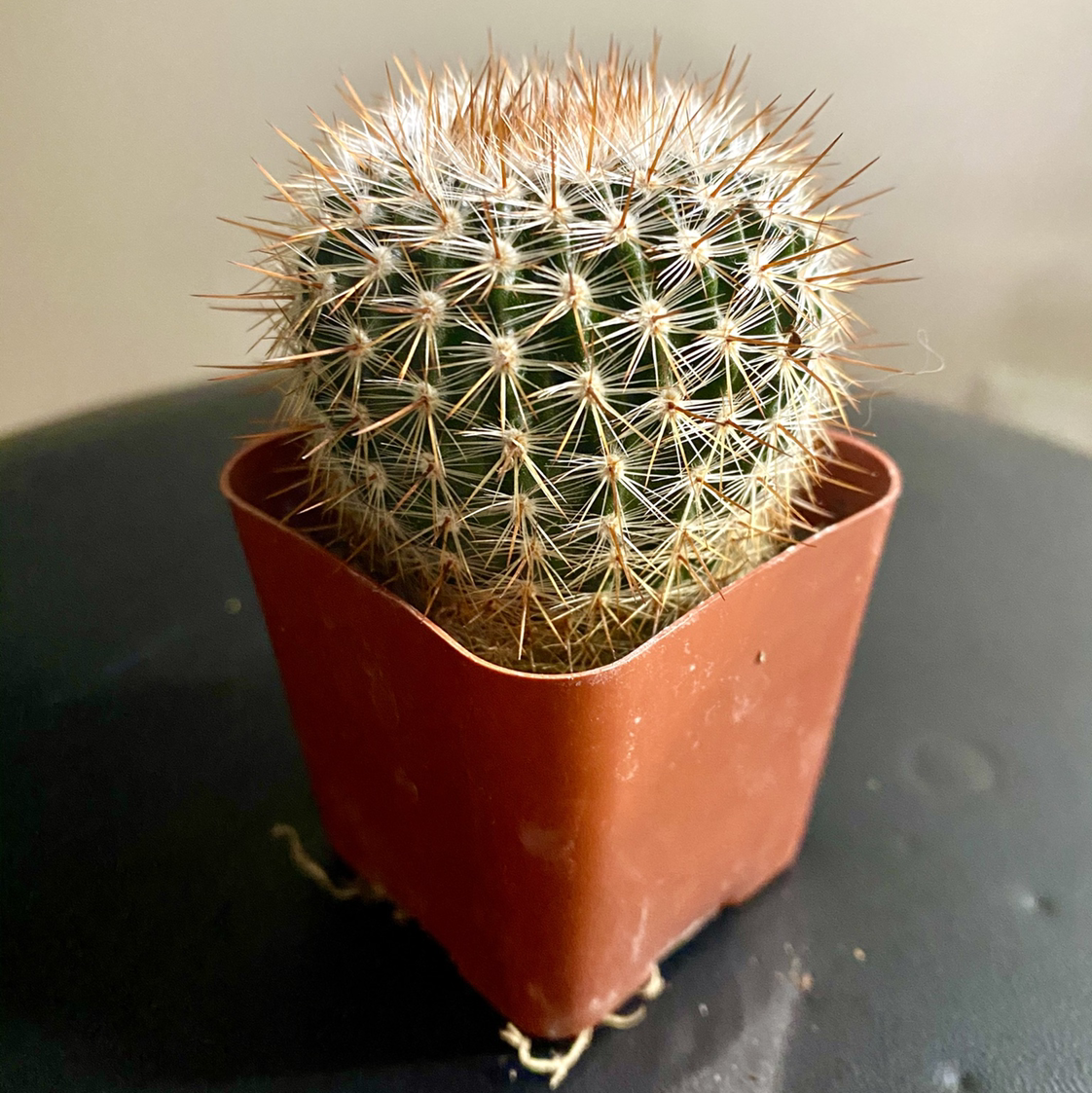 Photo of the plant species Parodia herteri by Brenna named Parodia herteri on Greg, the plant care app