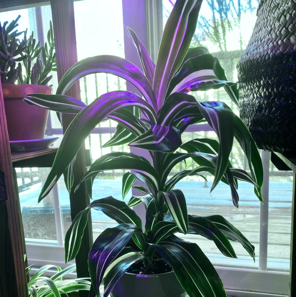 Dracaena 'Warneckii' plant indoors near a window, healthy with vibrant green leaves and white stripes.