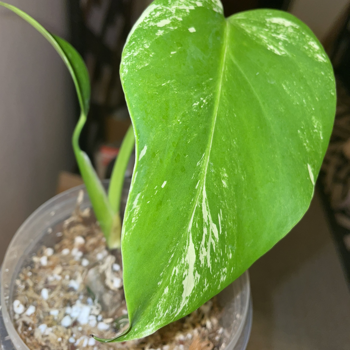 Monstera 'Albo' plant with variegated leaves in a pot with visible soil.
