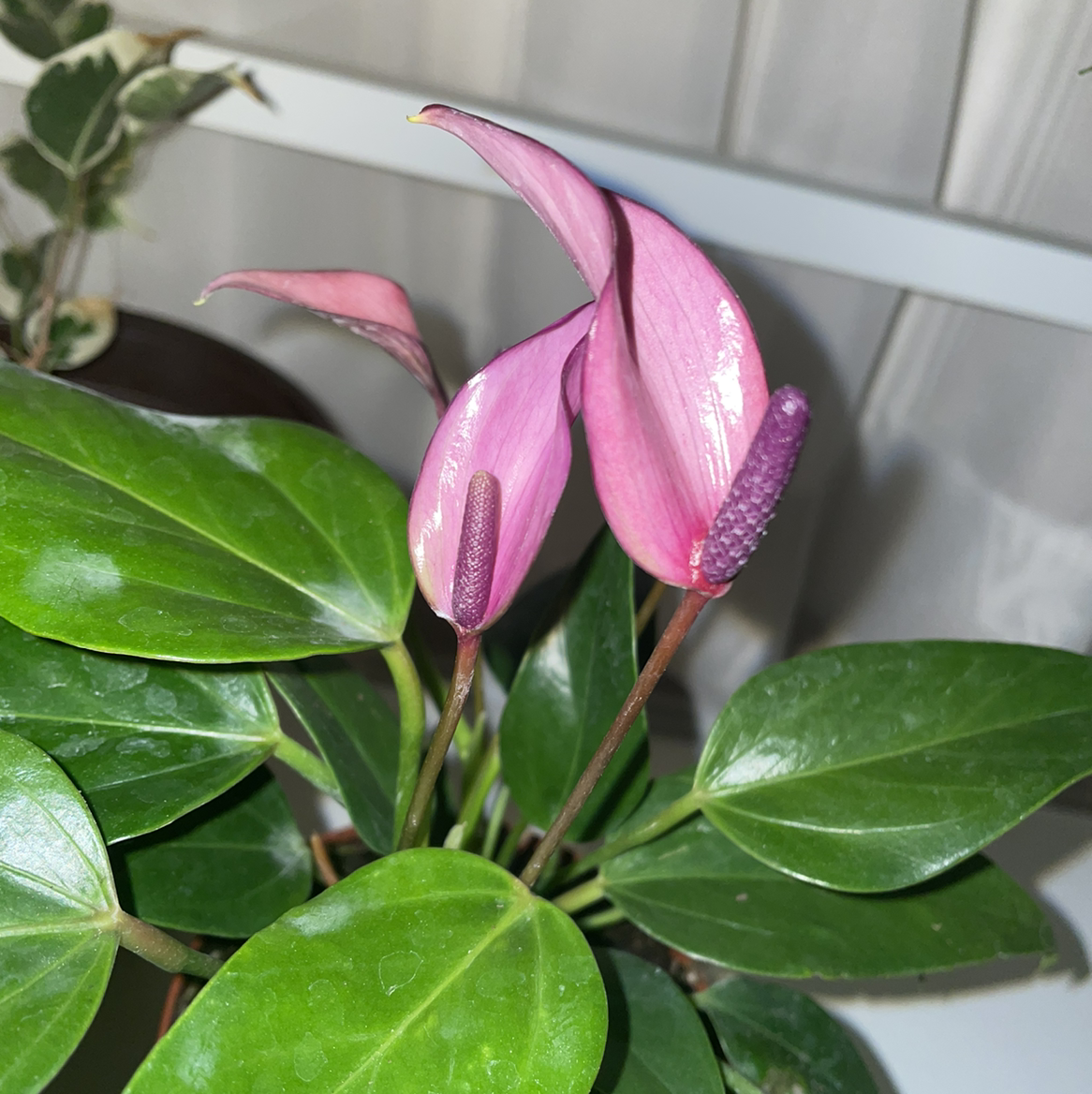 Vibrant pink Painter's Palette plant with glossy heart-shaped green leaves and prominent curved spathes blooming indoors.