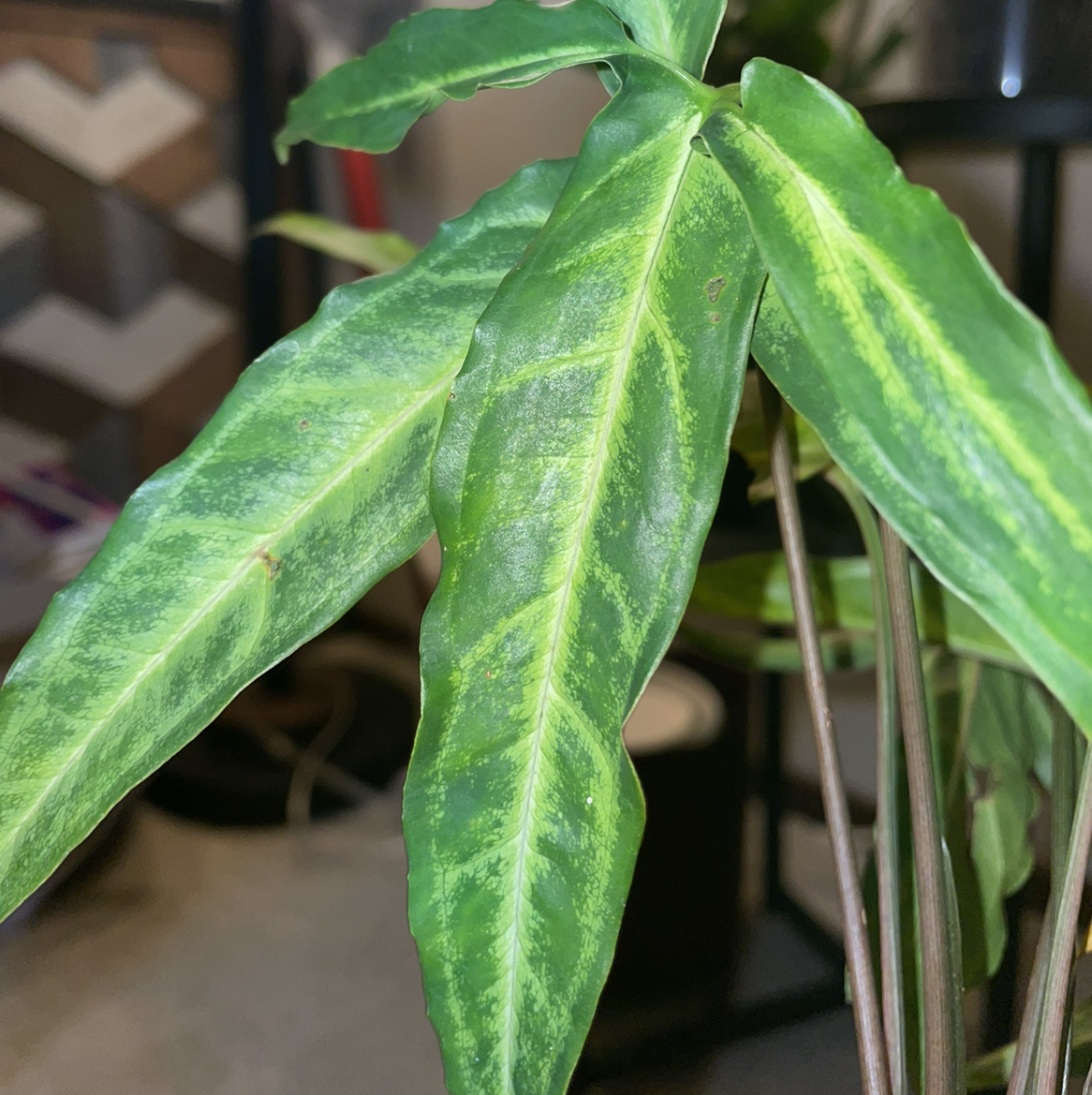 Photo of the plant species Syngonium steyermarkii by @mona named angus on Greg, the plant care app