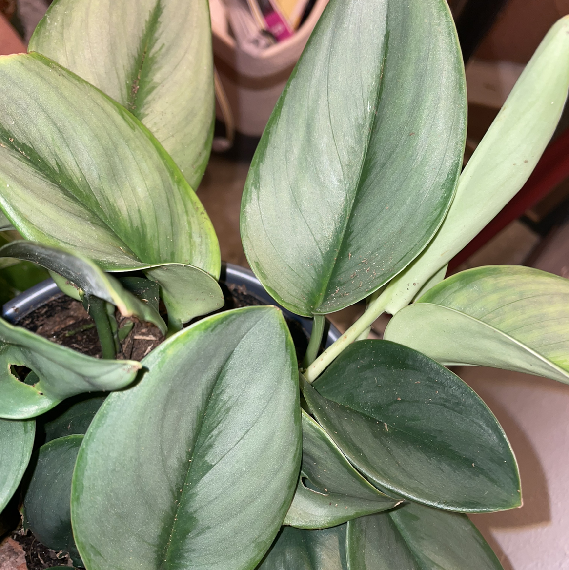Scindapsus treubii 'Moonlight' plant with healthy green leaves in a pot.