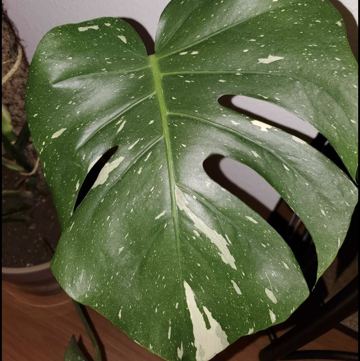 Close-up of a healthy Thai Constellation Monstera leaf with characteristic variegation.
