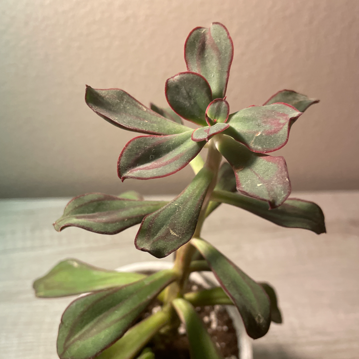 Painted Echeveria plant with green leaves and red edges in a pot with visible soil.