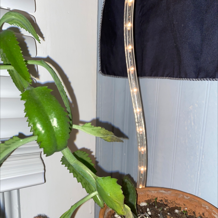 Healthy Mother of Millions plant with long serrated leaves in a terra cotta pot, hand holding leaf for inspection.