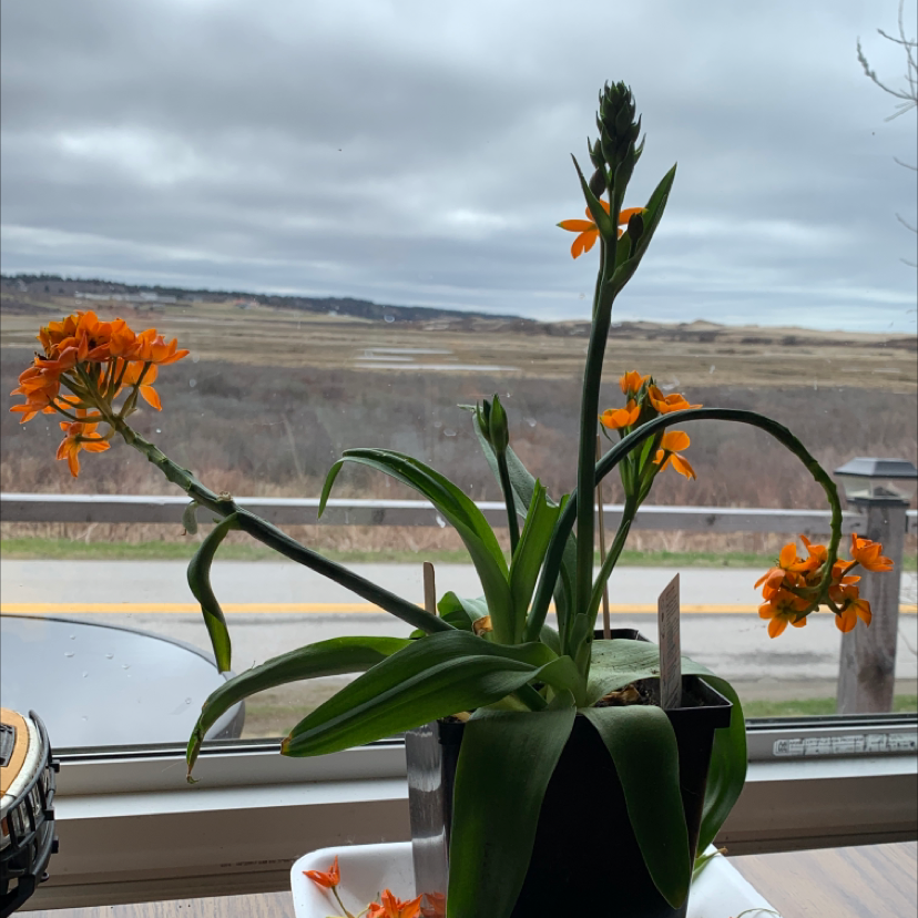 Sun Star plant with vibrant orange flowers, healthy leaves, and visible soil.