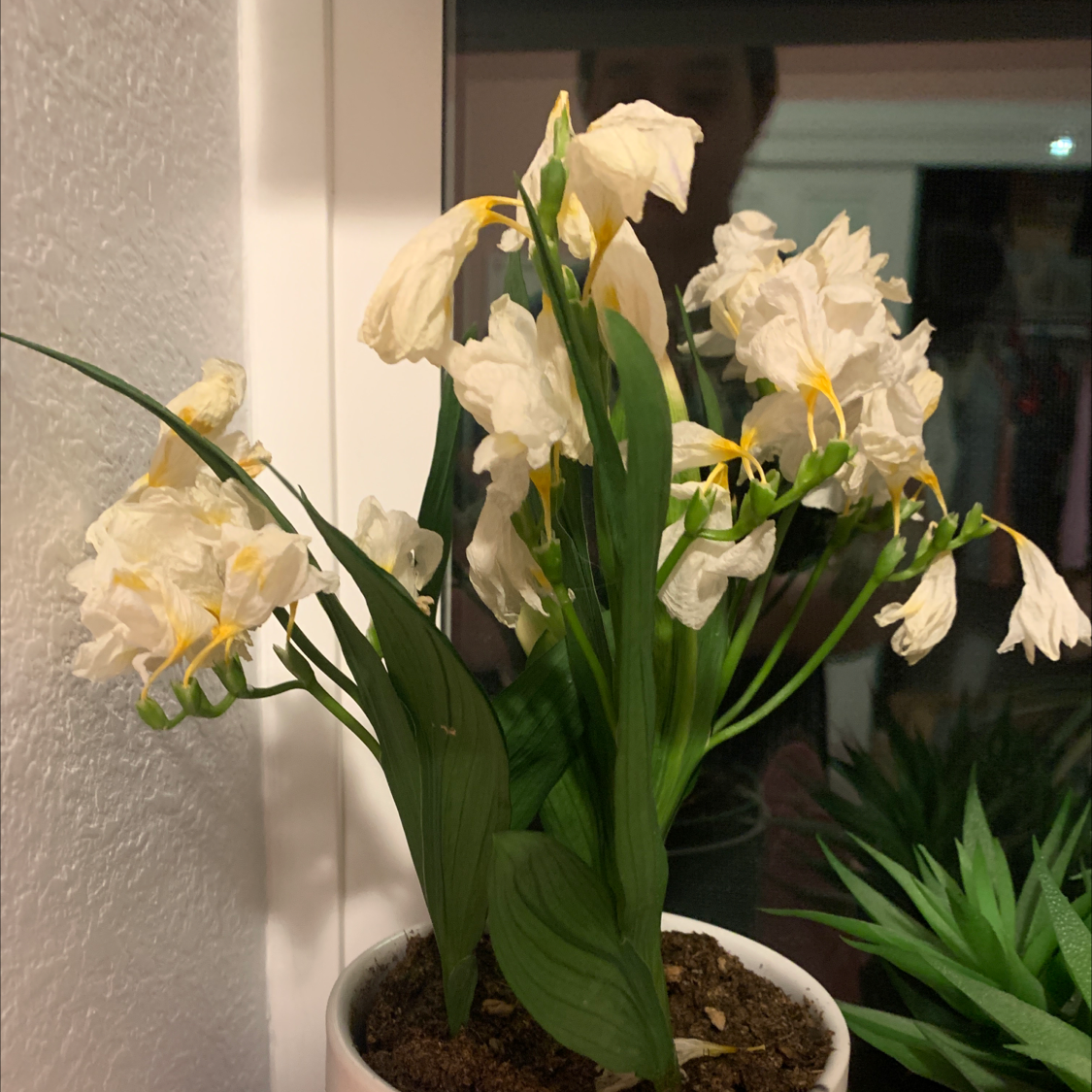 Paper White Narcissus plant with wilted white flowers and green leaves in a pot.