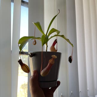Tropical Pitcher Plant plant in Reedley, California