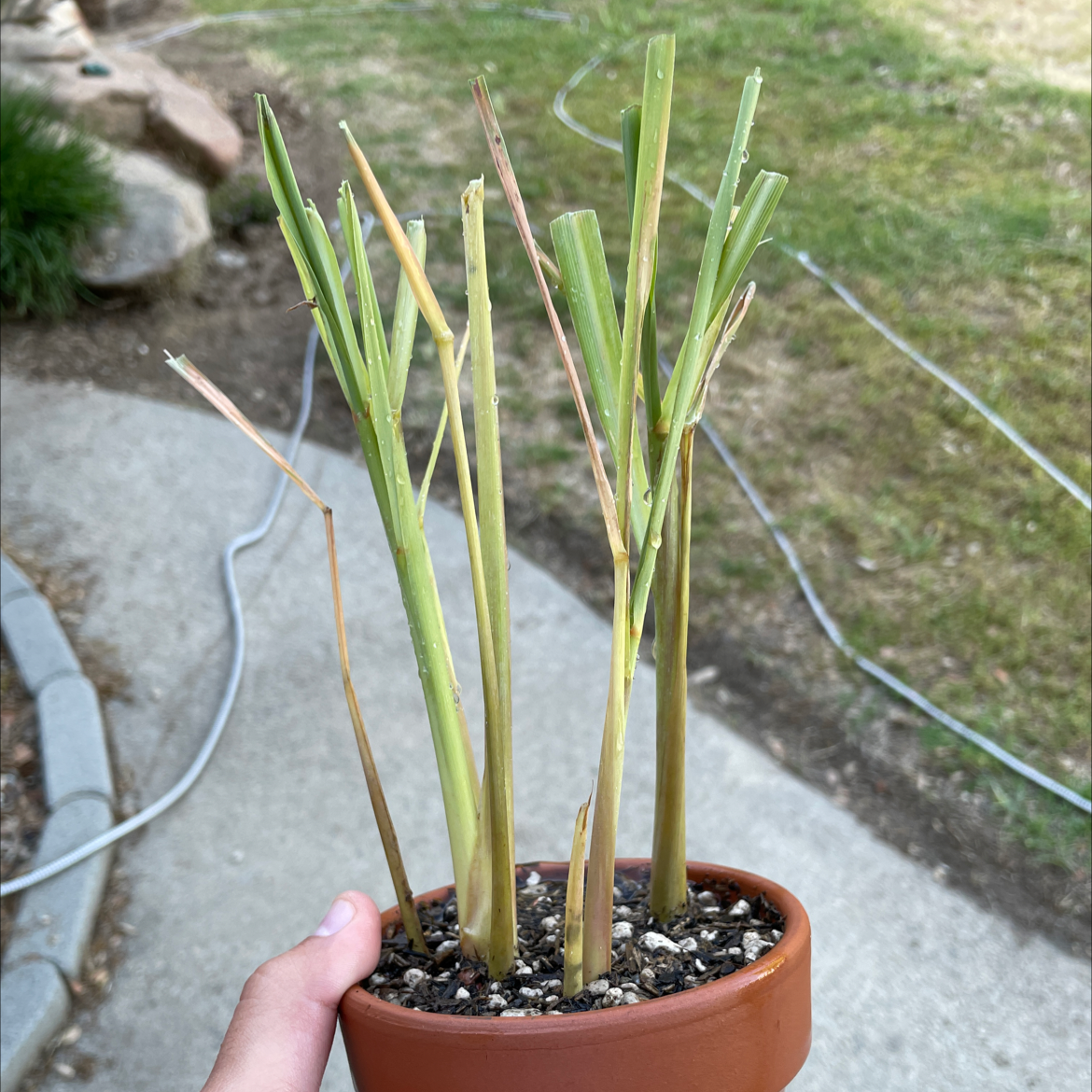 Potted Lemon Grass plant with some yellowing and browning stalks, held by a hand.