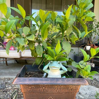 Meyer Lemon Tree plant in Reedley, California