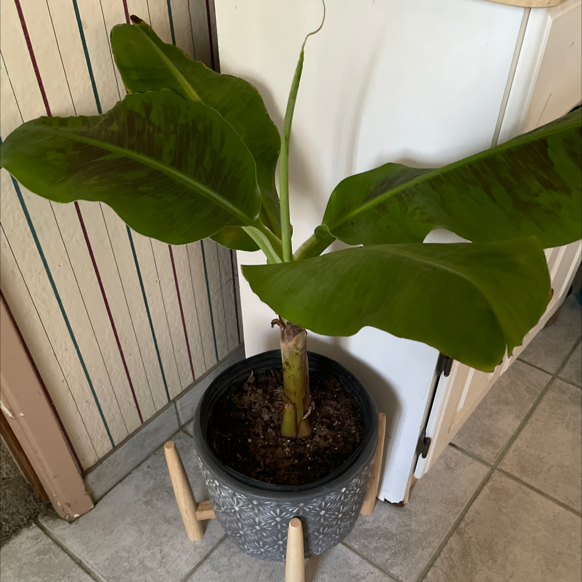 Banana plant in a decorative pot with large green leaves and visible soil.