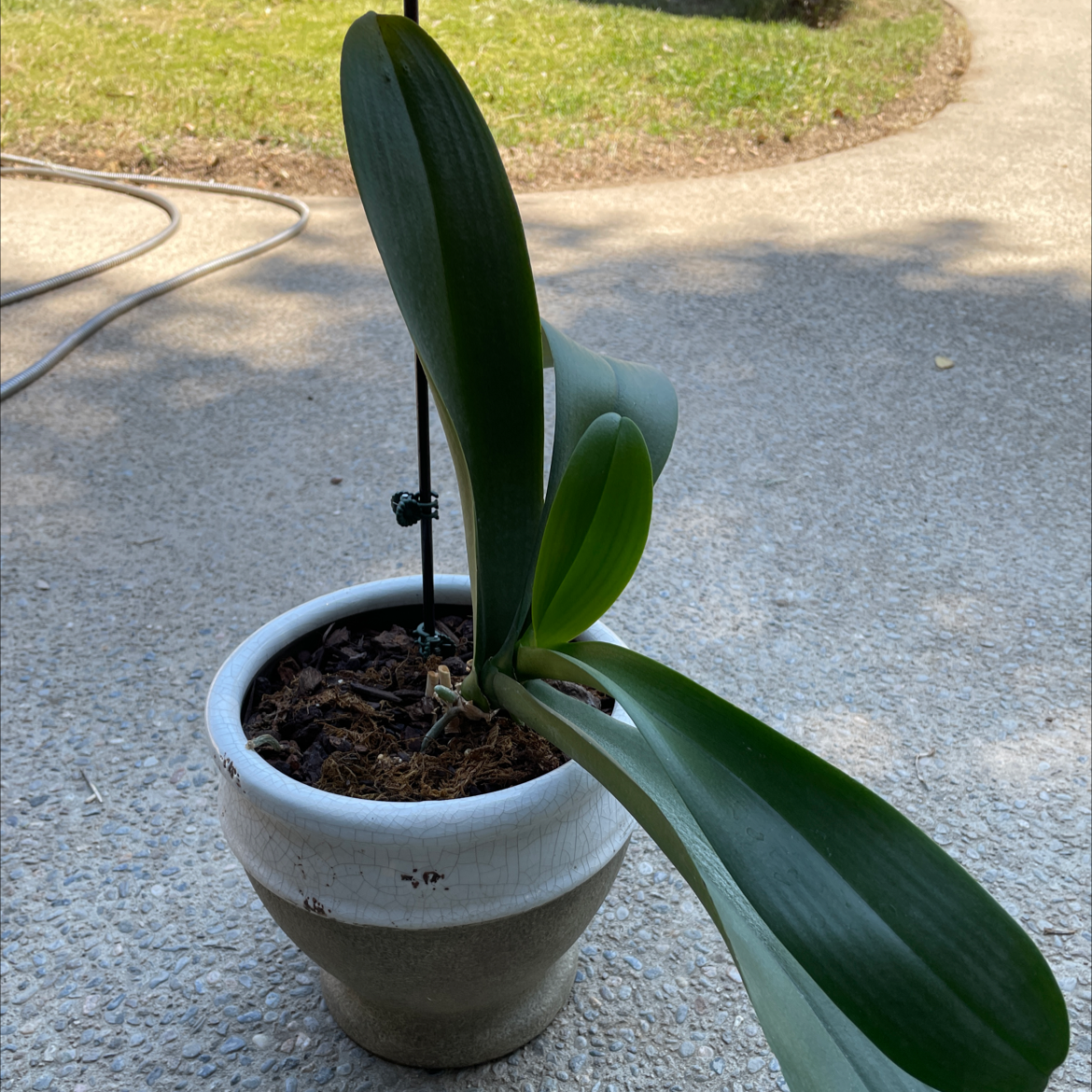 Phalaenopsis Orchid plant photo by @Mxtthewcast named Orchids on Greg, the plant care app.
