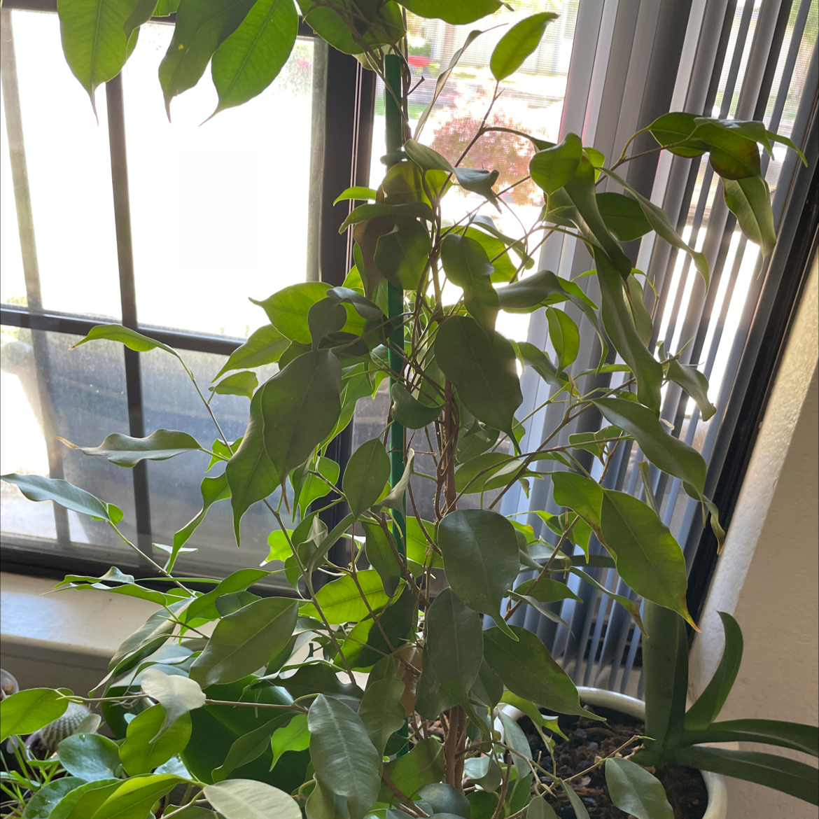 Weeping Fig plant photo by @Mxtthewcast named Fiscus on Greg, the plant care app.