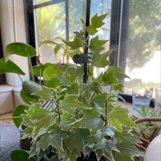 English Ivy plant in Reedley, California