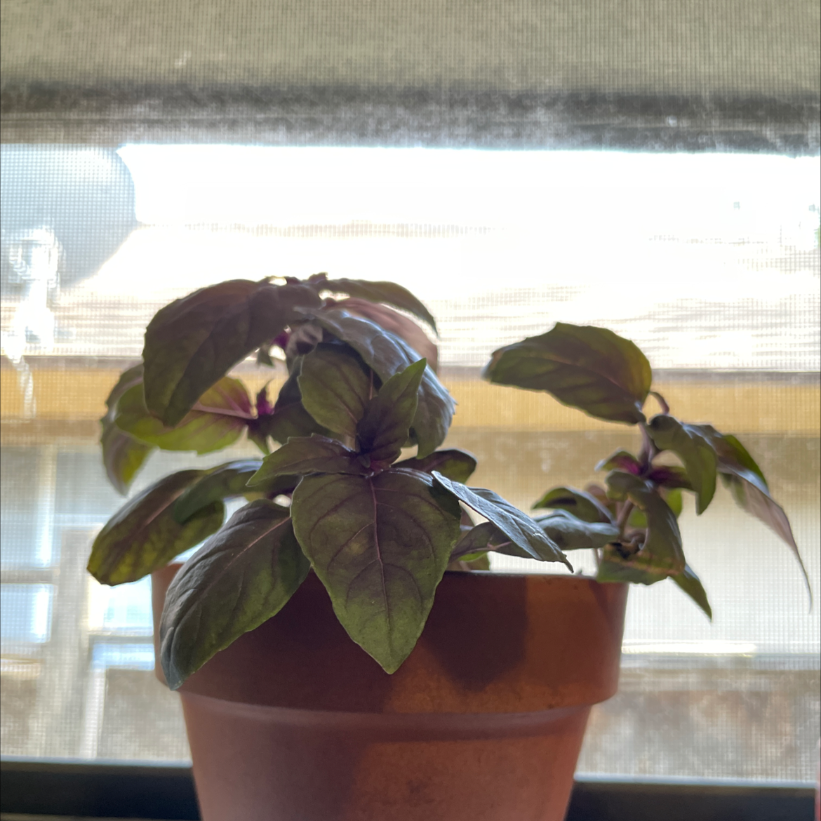 Photo of the plant species Basil Purple Ruffles by @Mxtthewcast named Basil on Greg, the plant care app