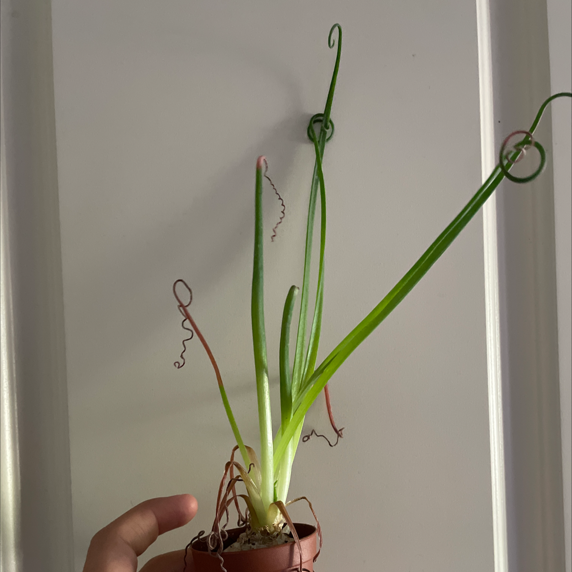 Frizzle Sizzle plant with curly leaves, some browning at tips, held by a hand in a small pot.