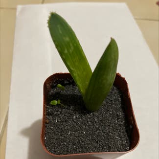 Aloe vera plant in Reedley, California