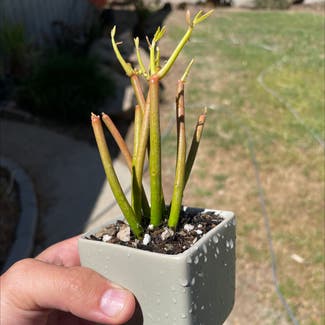 Pencil Cactus plant in Reedley, California