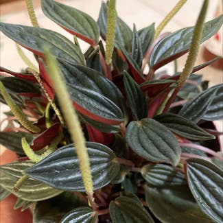 Peperomia 'Rosso' plant in Reedley, California