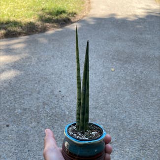 Cylindrical Snake Plant plant in Reedley, California