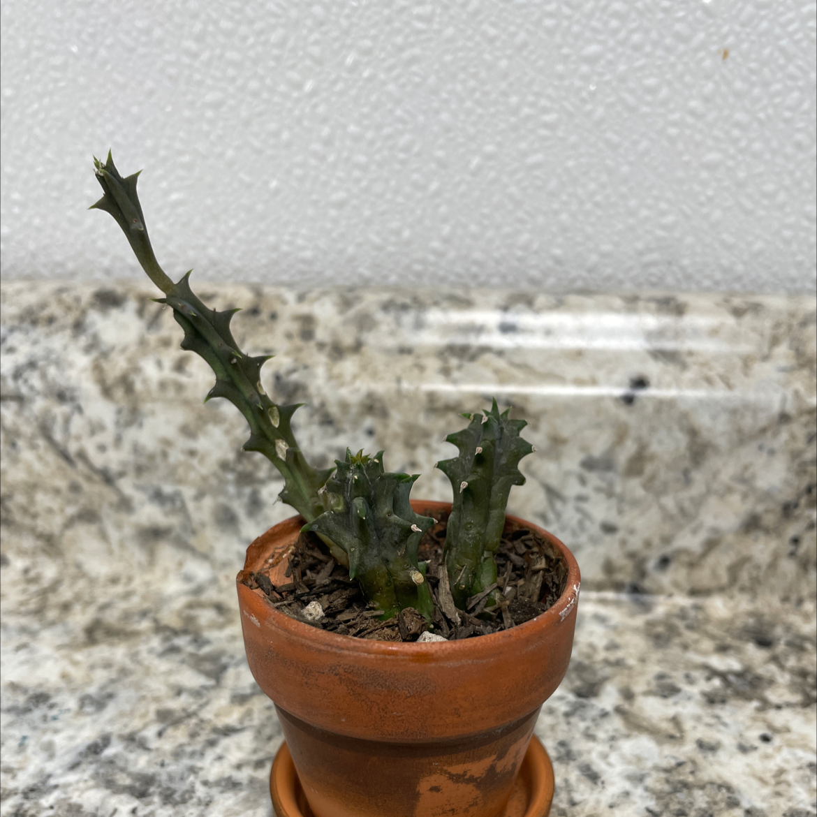 Lifesaver Cactus plant photo by @Mxtthewcast named BK LifeSaver Cactus on Greg, the plant care app.
