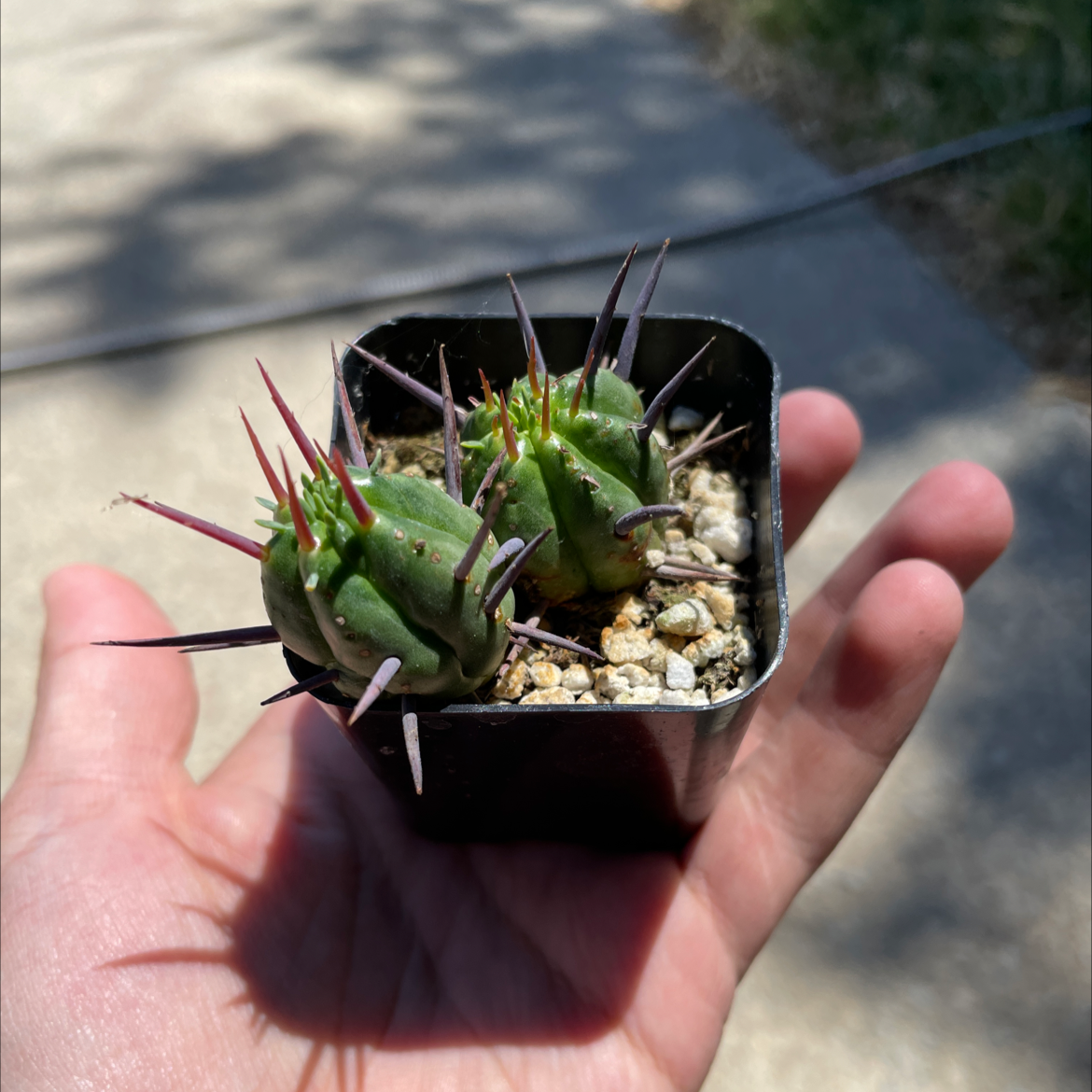 Photo of the plant species The Glory of Texas by @Mxtthewcast named James Charles on Greg, the plant care app