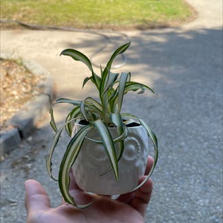 Spider Plant plant in Reedley, California