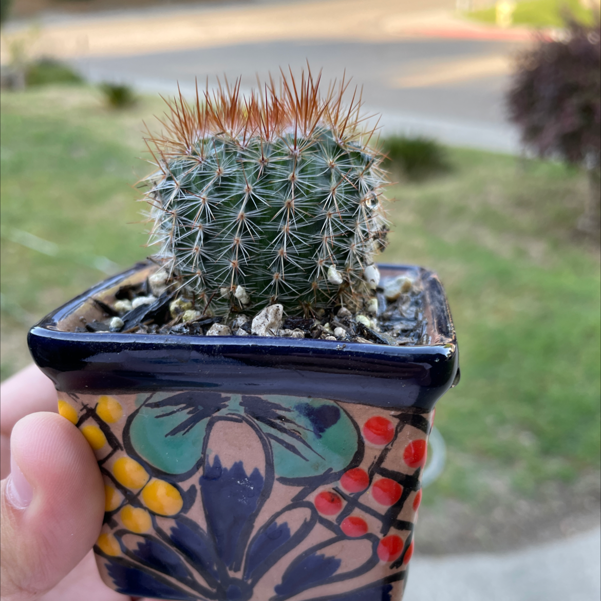 Correll's Hedgehog Cactus in a decorative pot, held by a hand.