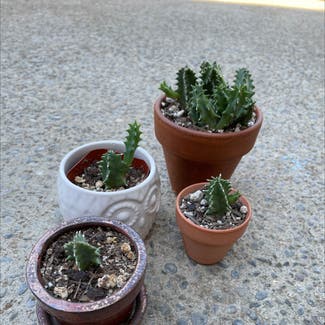 Lifesaver Cactus plant in Reedley, California