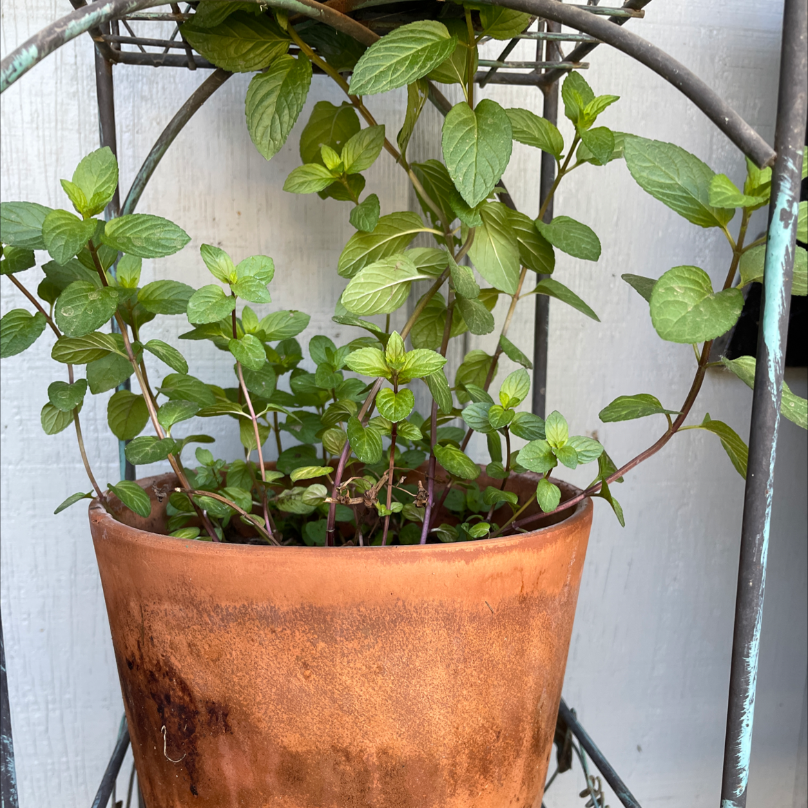 Potted Chocolate Mint plant with healthy green leaves in a terracotta pot.