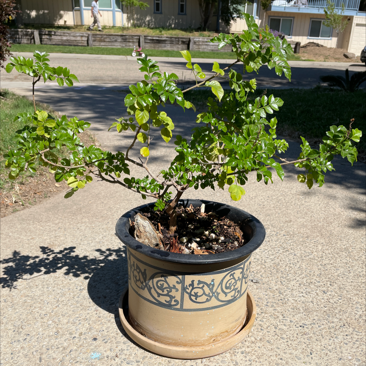 Photo of the plant species Cape Honeysuckle by @Mxtthewcast named Honeysuckle on Greg, the plant care app