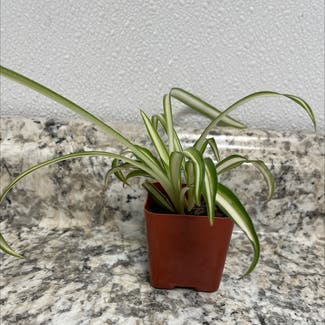 Spider Plant plant in Reedley, California