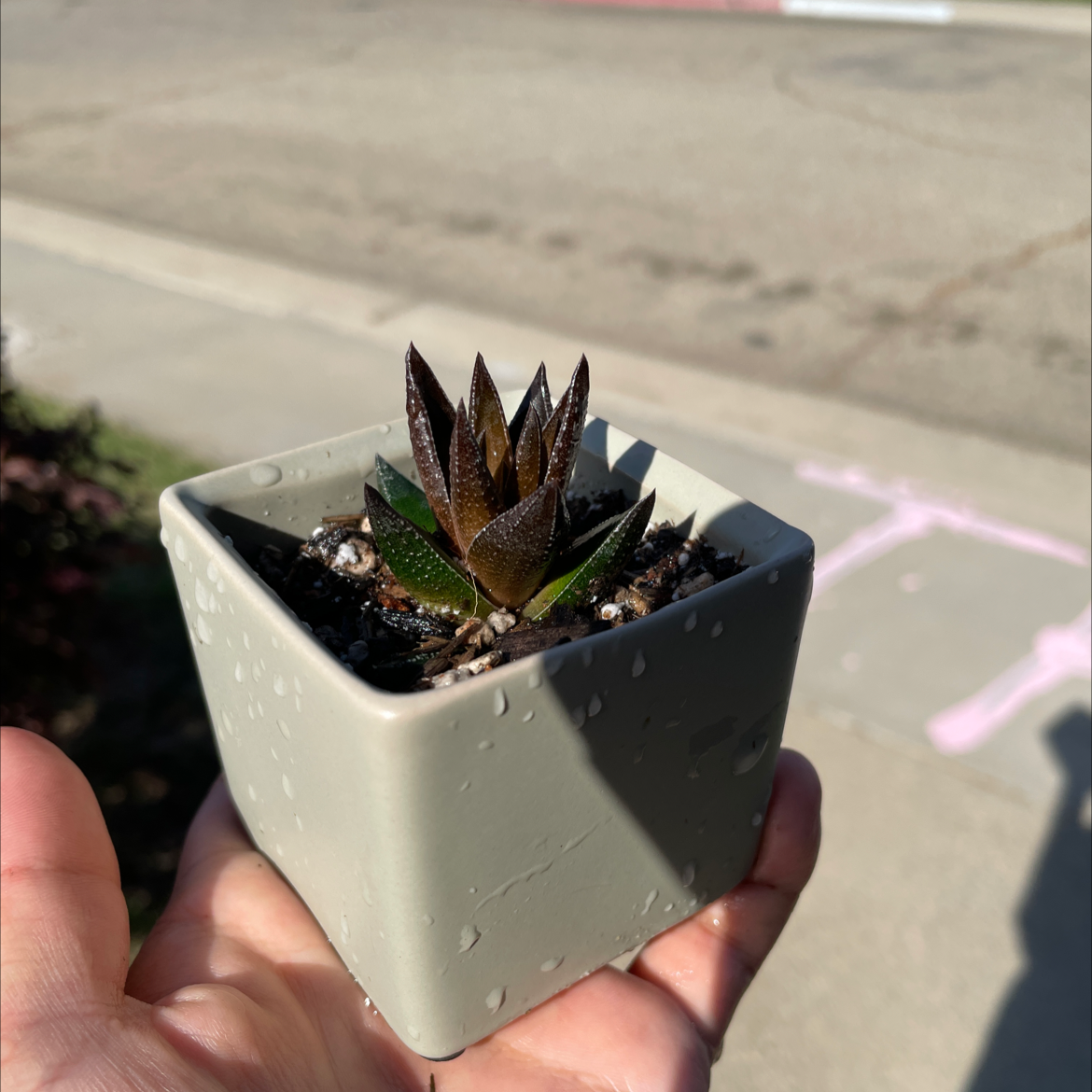 Photo of the plant species Haworthia koelmaniorum by @Mxtthewcast named Coco on Greg, the plant care app