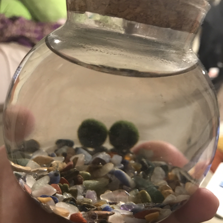 Marimo Moss Balls plant photo by @alex.v2003 named marcell and ishmael on Greg, the plant care app.