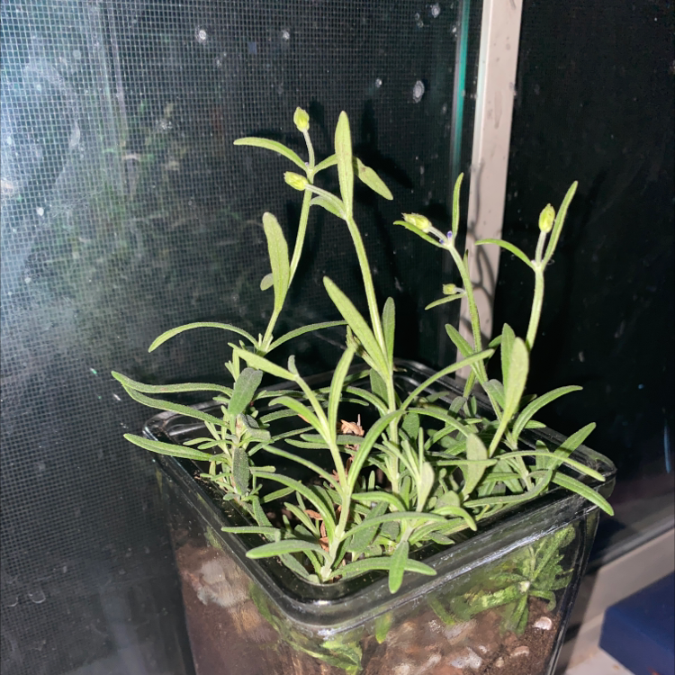 English Lavender plant photo by Kaya named Elain on Greg, the plant care app.