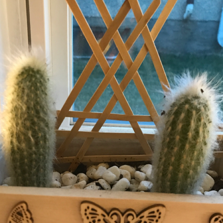 Two healthy Peruvian Old Man Cactus plants in a decorative pot with white stones.