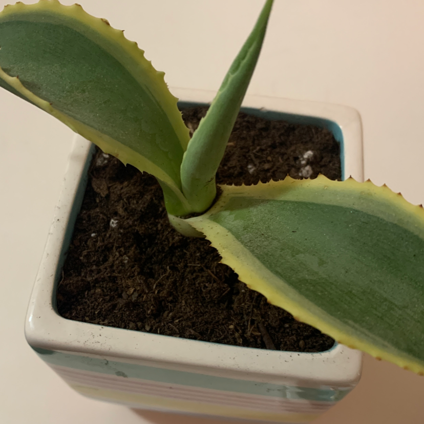 Close-up of a healthy century plant in a white pot, showing thick green serrated leaves and moist soil.