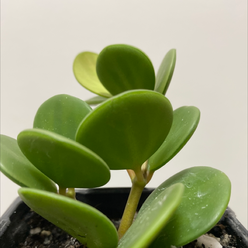 Photo of the plant species Peperomia 'Hope' by @reneeallison named Molly on Greg, the plant care app