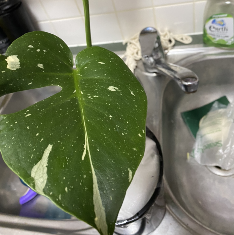 Leaf of a Thai Constellation Monstera plant with characteristic variegation in a kitchen sink area.