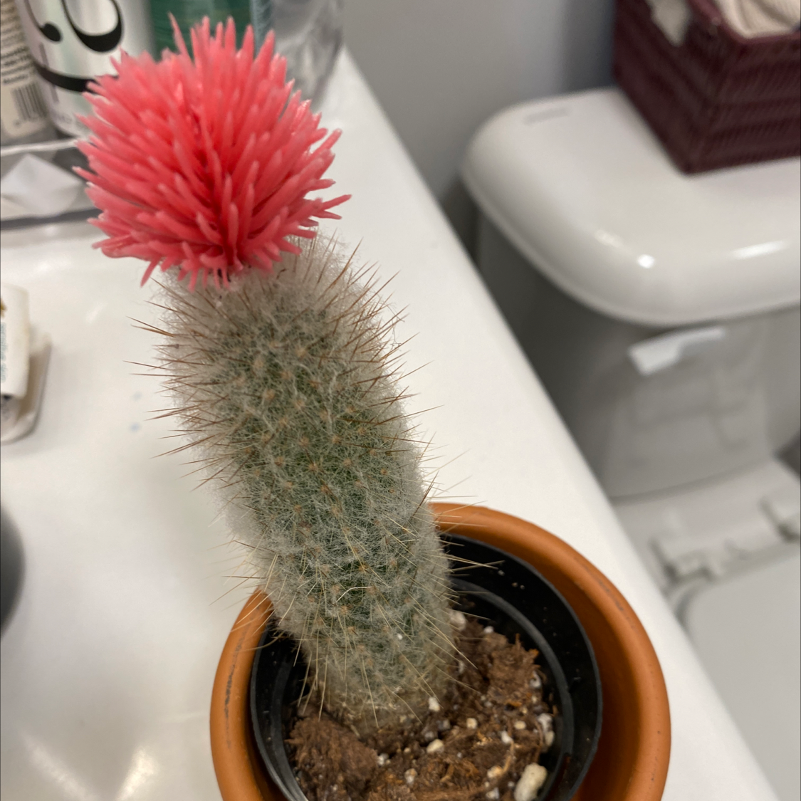 Rattail Nipple Cactus with a pink flower in a small pot with visible soil.