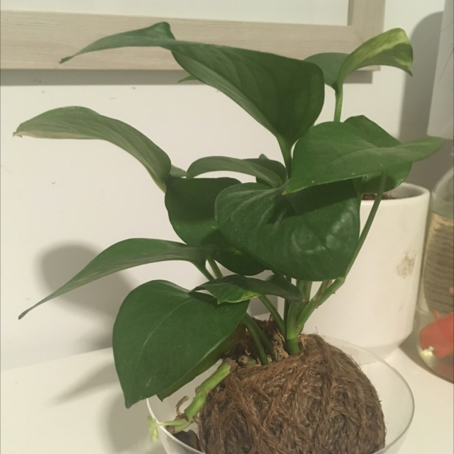 Taro Vine plant photo by @zaliscott named Joe on Greg, the plant care app.