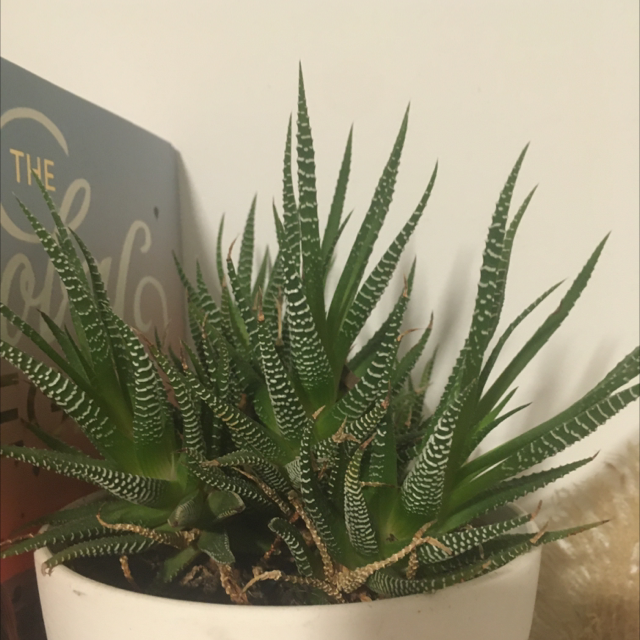 Zebra Plant plant photo by @zaliscott named Mumma on Greg, the plant care app.